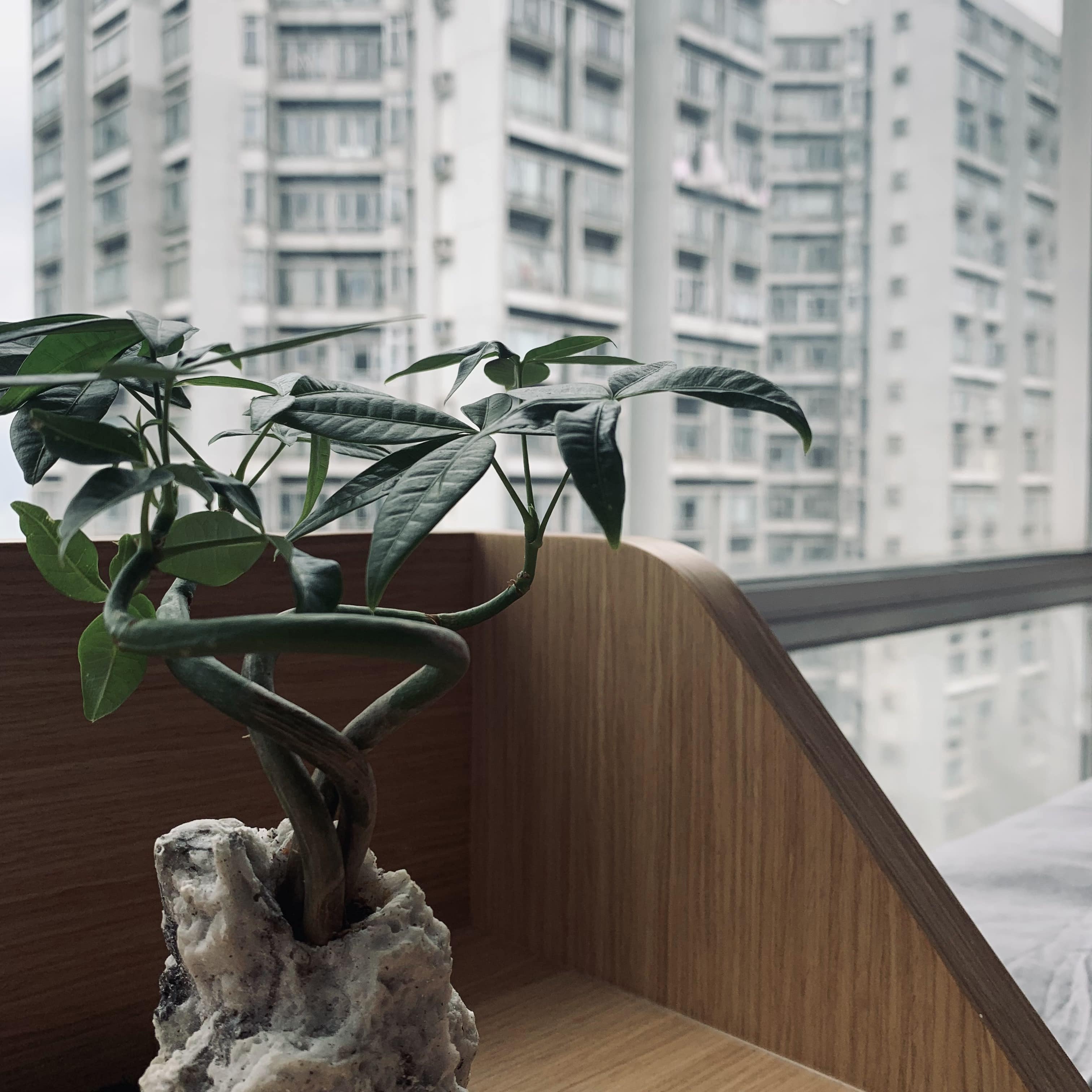 麗港城裝修及室內設計展示圖36